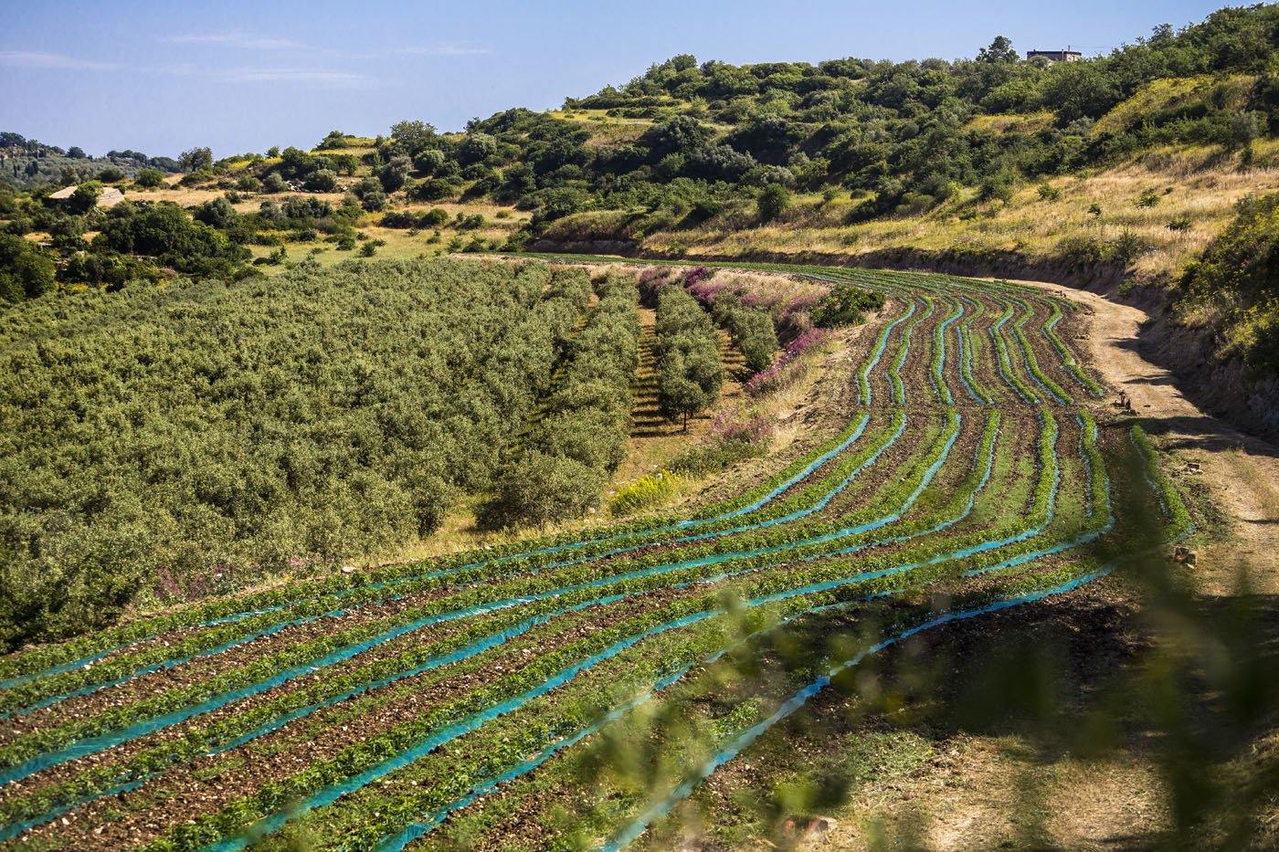 Salsa pronta di pomodoro Ciliegino Salemi Pina in ambientazione gastronomica