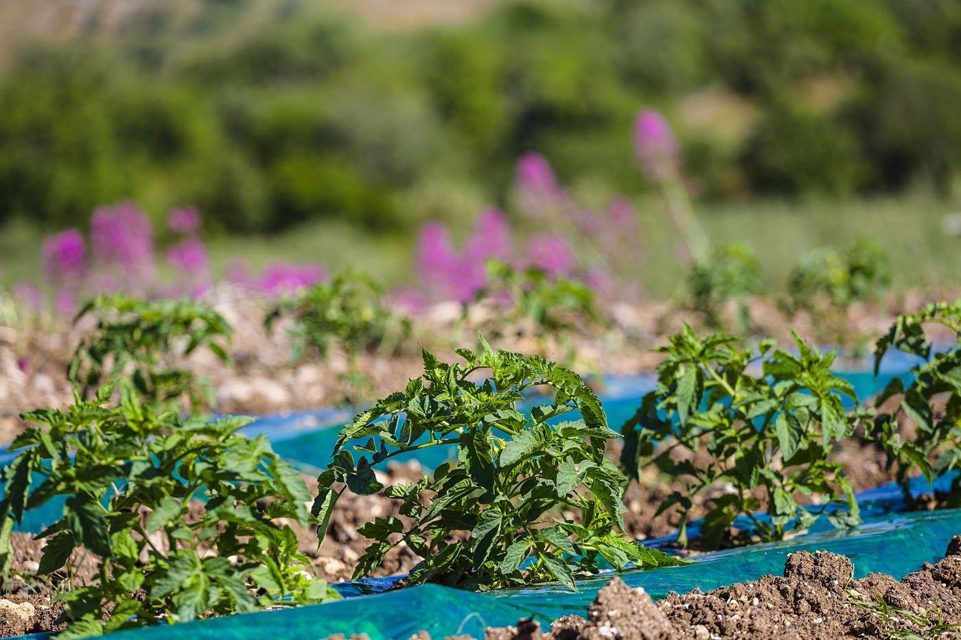 Pesto alla Trapanese biologico Salemi Pina in ambientazione gastronomica